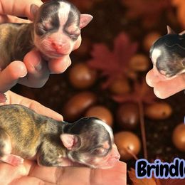 Cider - Fawn brindled black male Chihuahua puppy in New Castle, Delaware from Sasha’s Elite Kennel LLC