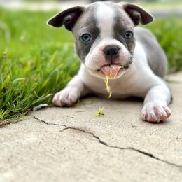 Boston Terrier Puppies from Sara Mason