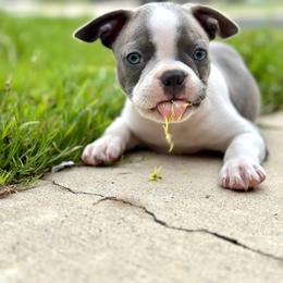 Boston Terrier Puppies from Sara Mason