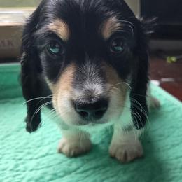 Panther - Piebald male Dachshund puppy in De Land, Florida from Double Aces Doxies