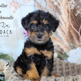 Yellow collar - Black and tan female Schnoodle puppy in Plattsburgh, New York from Adirondack Poodles Goldendoodles,Bernedoodles & Schnoodles
