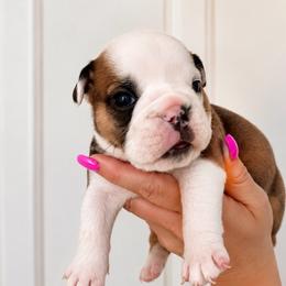 Tator tot - Fallow female Bulldog puppy in Marysville, Washington from BulldogWA