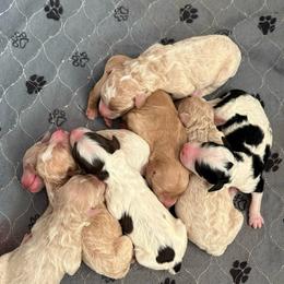Raven - Brown and white female Bernedoodle puppy in High Point, North Carolina from Kingsfield Doodles