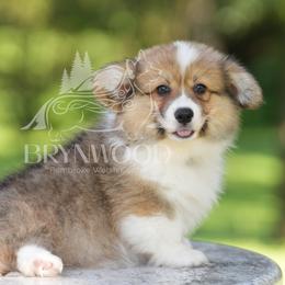 Brown Collar - FLUFFY - Sable male Pembroke Welsh Corgi puppy in Terrell, Texas from Brynwood Pembroke Welsh Corgis