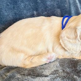Yellow - Cream female Dachshund puppy in Tahlequah, Oklahoma from Love Some Dogs Dachshunds & Cavalier King Charles Spaniels,Cavapoos