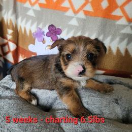 Girl 1 - Chocolate, tan and white female Yorkshire Terrier puppy in Adams, North Dakota from Mathiasons Little Barkers