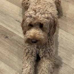 Brooklynn girl - Goldendoodle