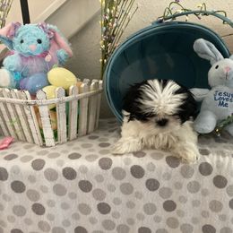 Shih Tzu Puppies from Little Lions West