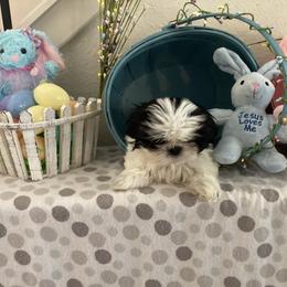 Shih Tzu Puppies from Little Lions West