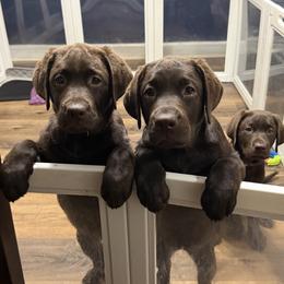 Labrador Retriever puppies from Kelly Haven Labs