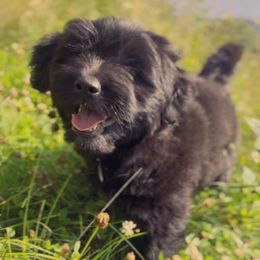 Fern - Black female Goldendoodle puppy in Clinton Township, New Jersey from Harmony Goberians