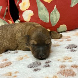 Sadie - Sable female Yorkipoo puppy in Walla Walla, Washington from Linda Sherman