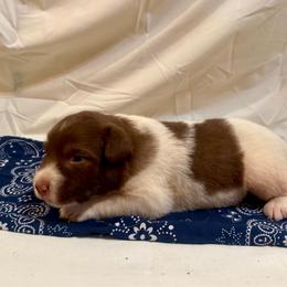 Blue - Tri-color male Karakachan puppy in Pikeville, Tennessee from Rock Solid Ranch