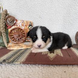 Gus - White and black male Pembroke Welsh Corgi puppy in Aurora, Missouri from Sweet Peach Puppies