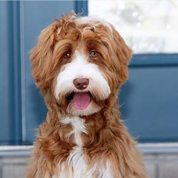 Kennedi - Australian Labradoodle