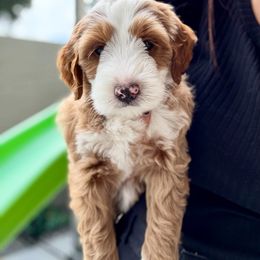 Jinu - Apricot male Australian Labradoodle puppy in Miami, Florida from Miami Australian Labradoodles