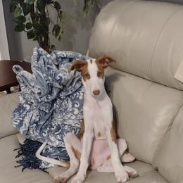 Ibizan Hound Puppies from AirO'Doe Ibizans