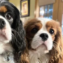 Charlotte - Cavalier King Charles Spaniel