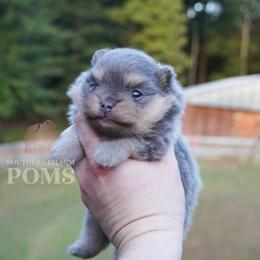 June - Blue and tan female Pomeranian puppy in Kingston, Georgia from Southern Charm Poms