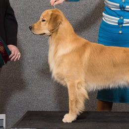 Golden Retrievers and Labrador Retrievers from Bluemittn Retrievers