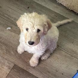 Cookie - Parti female Goldendoodle puppy in St Johns, Florida from Nini's Poodles and Doodles of St. Johns Co.