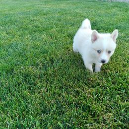 Pomsky Puppies from Promise Land Pomskies