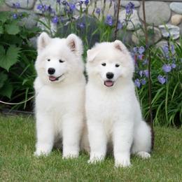 Green boy - White and biscuit male Samoyed puppy in Fairbanks, Alaska from Subarktika Samoyeds