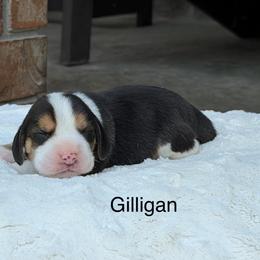 Gilligan - Black tan and white male Beagle puppy in Mansfield, Missouri from Rippee Creek Kennel