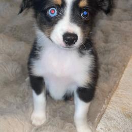 Dottie - Black tri female Toy Australian Shepherd puppy in Westville, Florida from Royal Spur Aussies