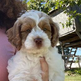 Australian Labradoodle Puppies from Sweet Home Labradoodles