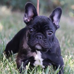 Boy - Brindle male French Bulldog puppy in Pueblo, Colorado from Lab Coat French Bulldogs