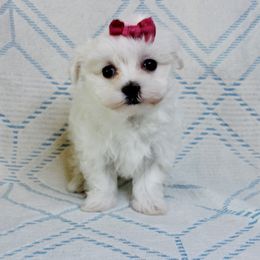 Pearl - White female Maltese puppy in Morehead, Kentucky from Paw Perfect Pets