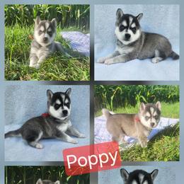 Poppy - Black and white female Alaskan Klee Kai puppy in Byron Center, Michigan from Family Friendly Labradors & Klee Kai