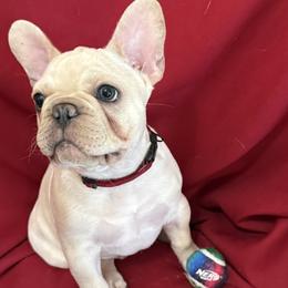French Bulldog All Grown Up from RMS Acres