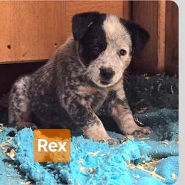 Rex - Blue mottled male Australian Cattle Dog puppy in Fife Lake, Michigan from Kurczak Farm LLC