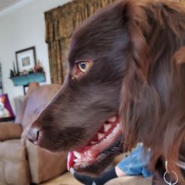 Boykin Spaniels from Waddell-Kennels