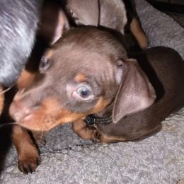 XCF1 9-26 - Black - Chocolate and rust female Miniature Pinscher puppy in Middle Point, Ohio from Knisely's Min Pins-AKC