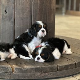 Basset Hound, Cavalier King Charles Spaniel, and Mastiff Puppies from Southern Oaks Kennel