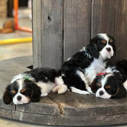 Basset Hound, Cavalier King Charles Spaniel, and Mastiff Puppies from Southern Oaks Kennel