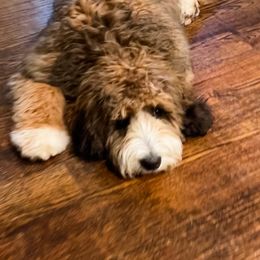 Assorted Doodle Crosses, Bernedoodle, and Goldendoodle All Grown Up from Texas Doodle Dandies