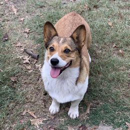 Josey - Pembroke Welsh Corgi