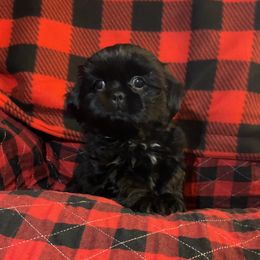 Shih Tzu Puppies from Pilgrim Shih tzu