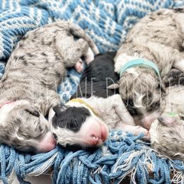 Bernedoodle and Bordoodle Puppies from Divine Doodles