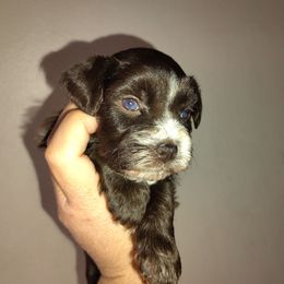 Mirai (liver girl) - Liver female Miniature Schnauzer puppy in Florida from Central Florida Schnauzers