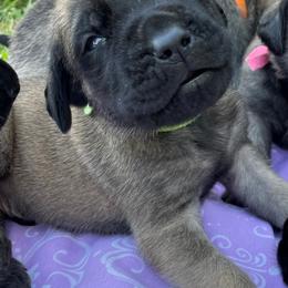 Mastiff Puppies from Treasure Coast Mastiffs