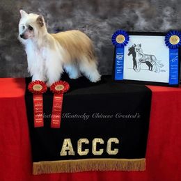 Jenny - Chinese Crested