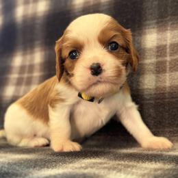 Yellow Girl - Blenheim female Cavalier King Charles Spaniel puppy in Siloam Springs, Arkansas from Queen Cavaliers