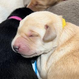 Girl 2 - female Labrador Retriever puppy in Eugene, Oregon from McKenzie Reign Labradors