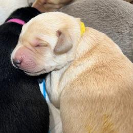 Girl 2 - female Labrador Retriever puppy in Eugene, Oregon from McKenzie Reign Labradors