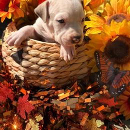 Male 3 - White male American Staffordshire Terrier puppy in Roseburg, Oregon from Bold & Beautiful Amstaffs